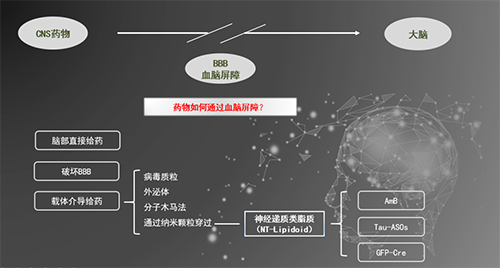 人工合成NT类脂质开放血脑屏障，为CNS药物打开新局面