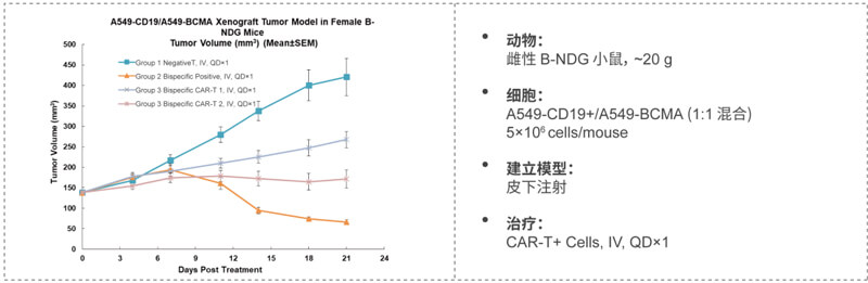 双特异性CAR-T药效研究：CD19-BCMA.jpg