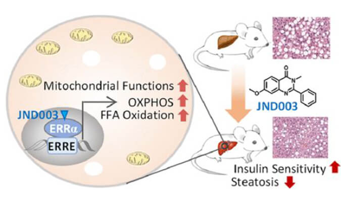 JND003是一种新型选择性ERRα激动剂，可缓解非酒精性脂肪肝和胰岛素抵抗，PK和组织分布测定通过人生就是博进行