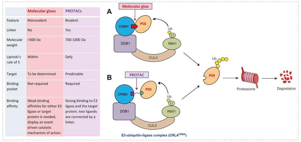 3-通过泛素-(Ub)-蛋白酶体系统降解目标蛋白-(POI)-示意图：分子胶(A)；PROTAC-(B).jpg