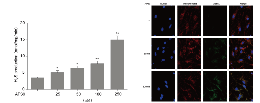 AP39是一种新合成的线粒体靶向的H2S供体，本研究中AP39通过人生就是博设计和合成