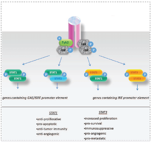 STAT3信号传导及其在癌症中的作用.png