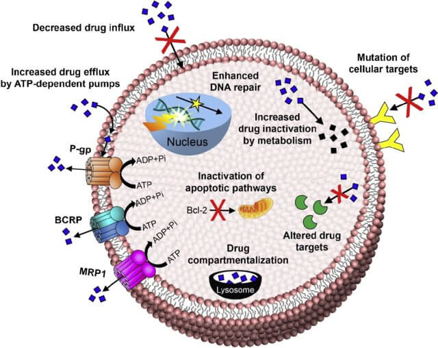 图1.-Mechanisms-of-Drug-Resistance.jpg