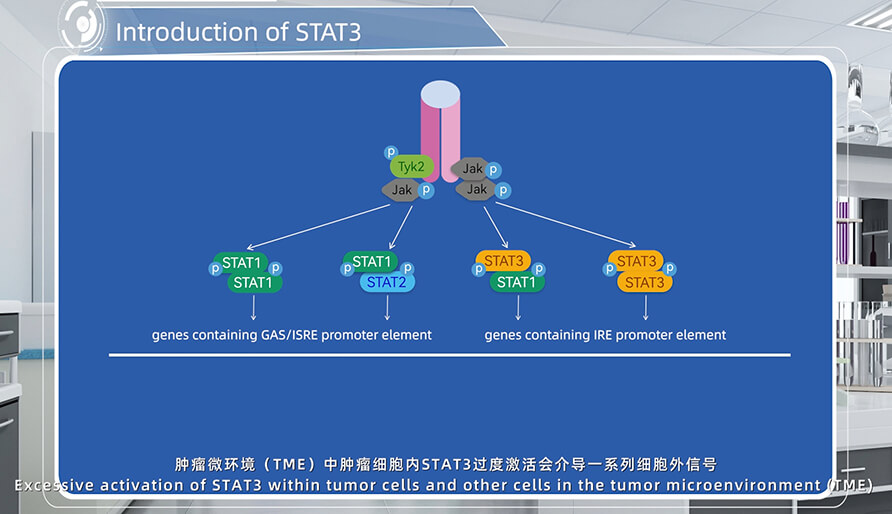 STAT3介绍